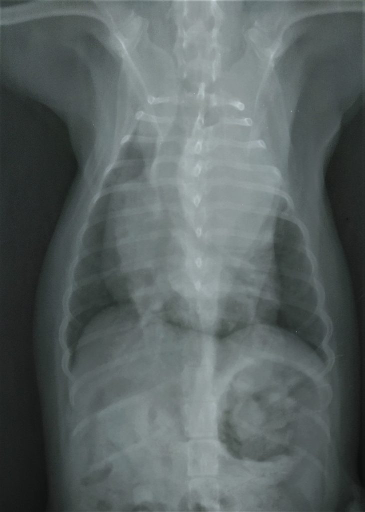 betty radiología ventro-dorsal