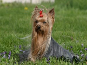 betty-yorkshire-terrier
