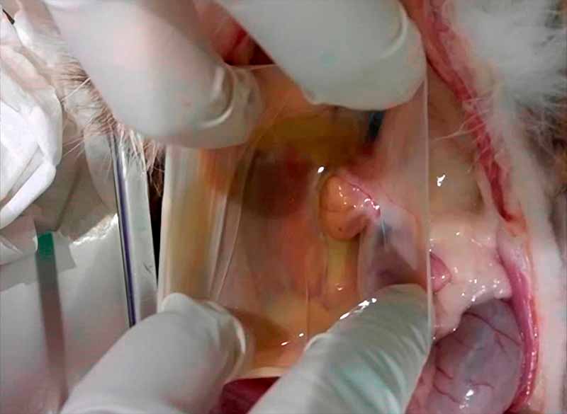 Derrape perirrenal Felino