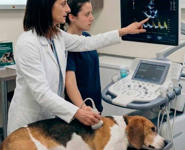 formación de ecocardiografía tipo a