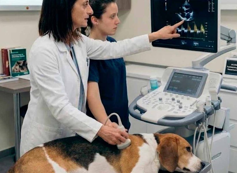 formación de ecocardiografía tipo a