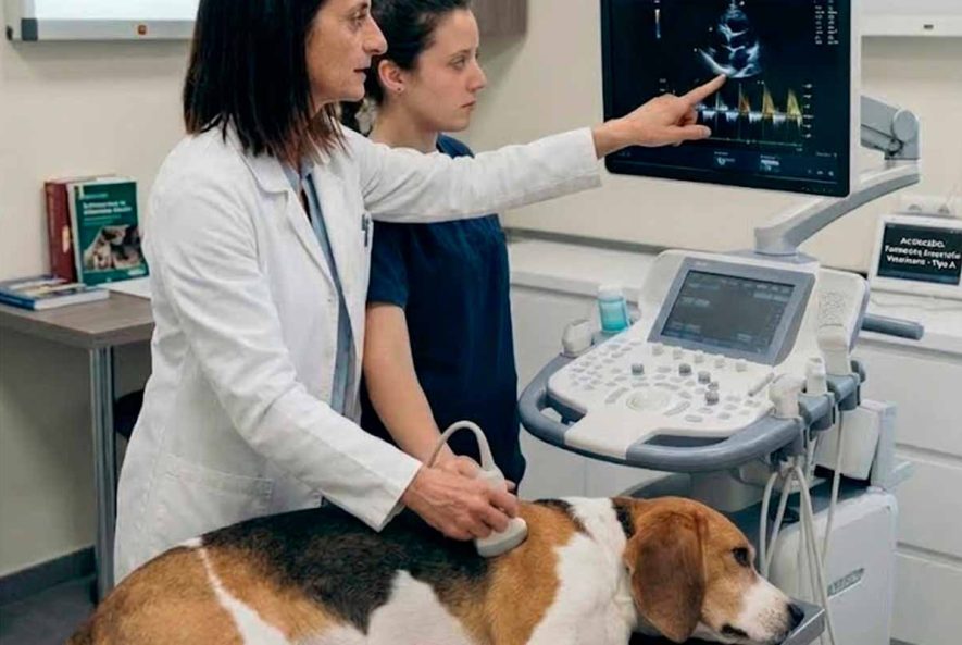 formación de ecocardiografía tipo a