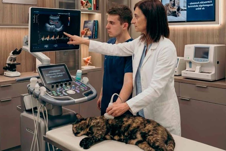 formación de ecografía abdominal tipo a