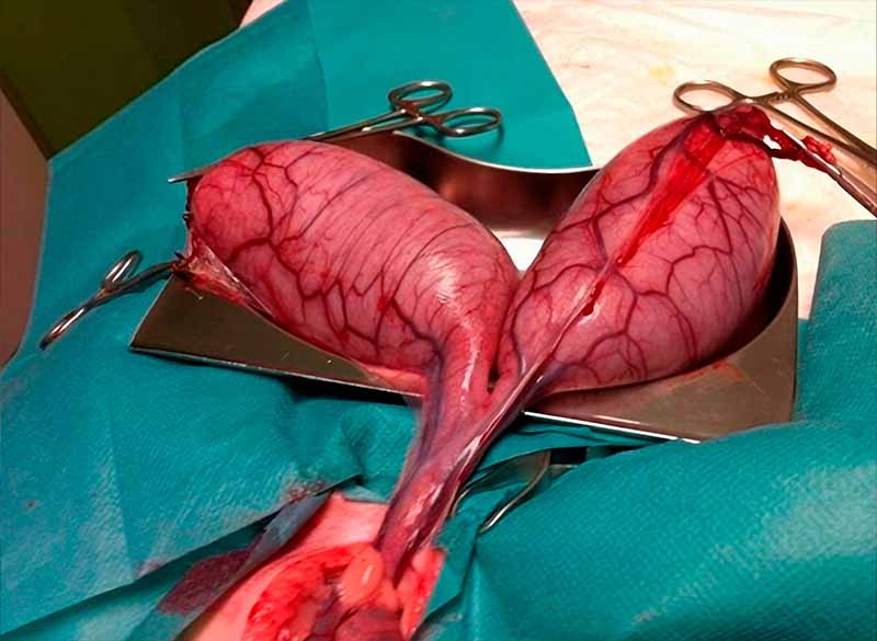 Fotografía de una piometria