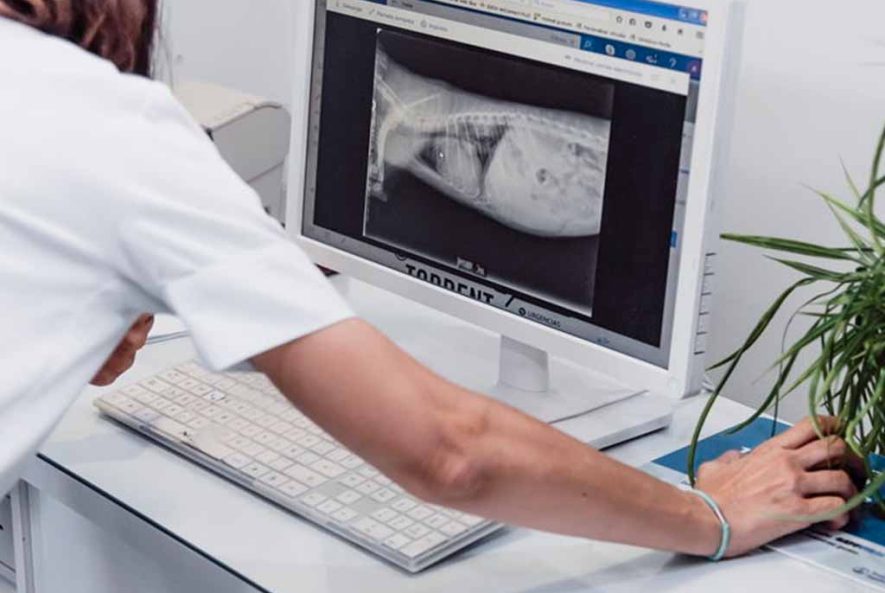 Imagen de radiografías