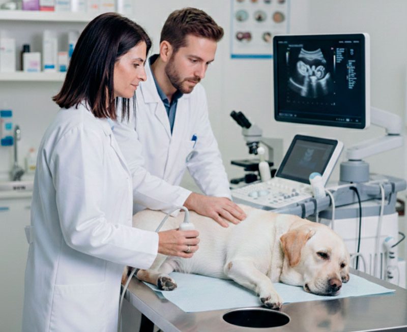 imagen de la veterinaria especialista en diagnóstico por imagen realizando una ecografía con el veterinario titular