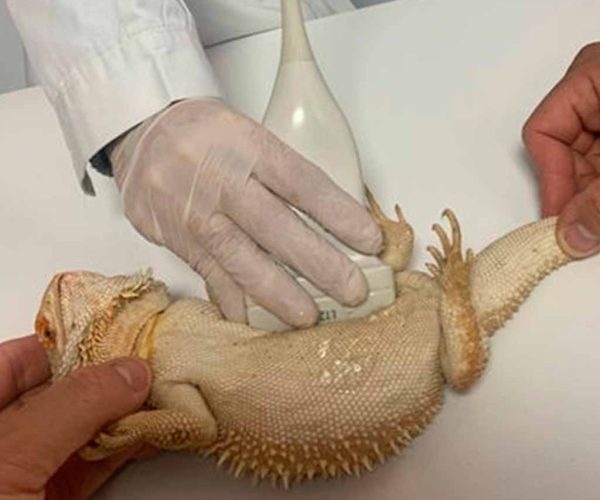 Fotografía de ecografía de animales exóticos