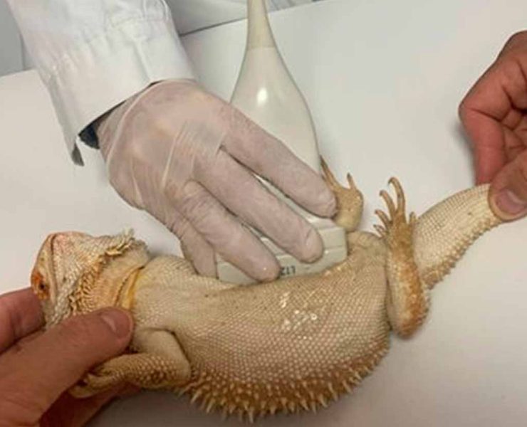 Fotografía de ecografía de animales exóticos