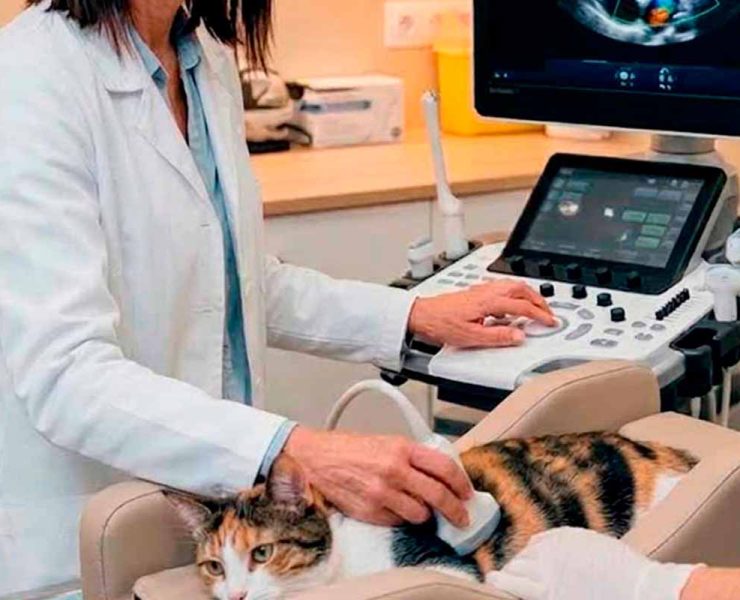 Una ecocardiografía