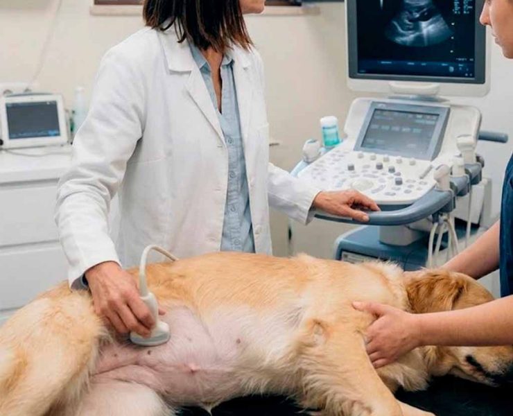 Una ecografía abdominal