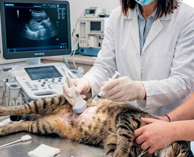 Un paaf/biopsia eco guiada